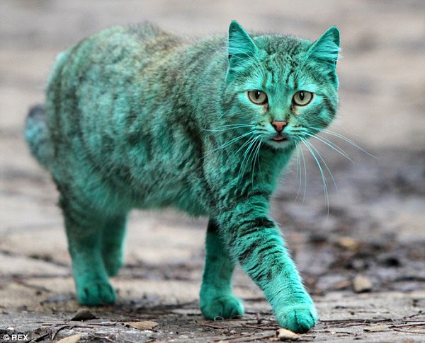 Cô mèo xanh ngọc bích tái xuất với màu lông nguyên bản 3