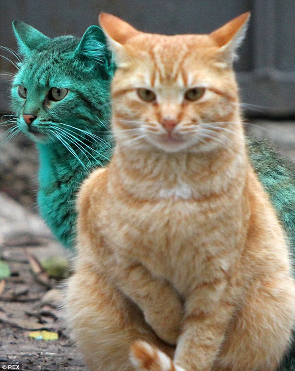 Cô mèo xanh ngọc bích tái xuất với màu lông nguyên bản 5