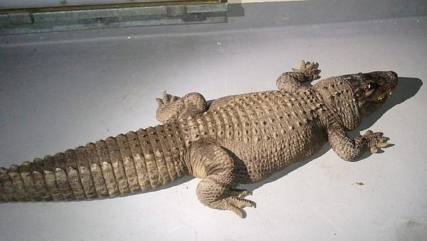 Buồn vì chồng qua đời, "thu nạp" cá sấu dài 2,4m làm thú cưng trong nhà  1