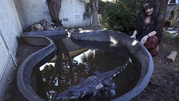 Buồn vì chồng qua đời, "thu nạp" cá sấu dài 2,4m làm thú cưng trong nhà  3
