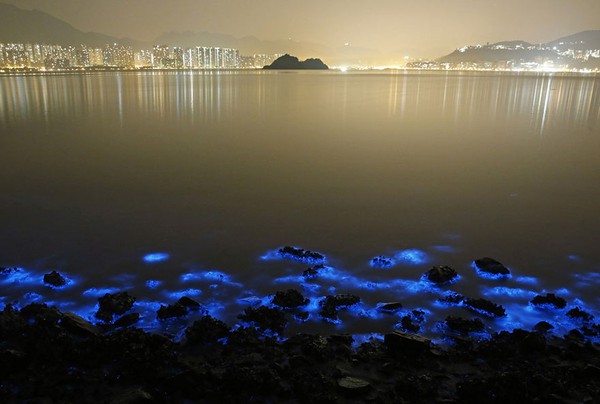Bờ biển Hồng Kông đẹp kỳ ảo với những đợt sóng phát quang 3