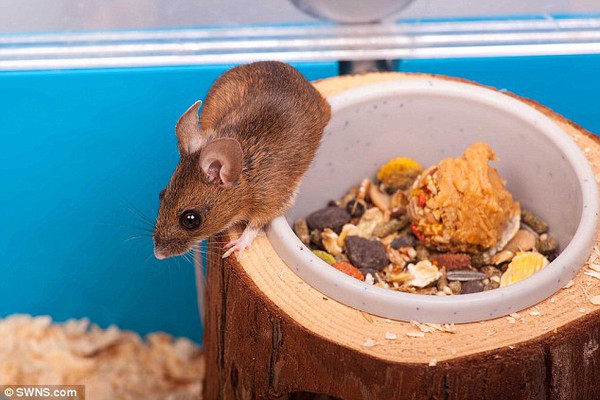 Chuột hoang may mắn được nuôi làm thú cưng sau khi bị chẹt gãy chân 2