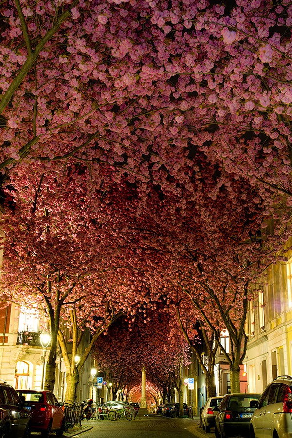 Chìm đắm trước vẻ đẹp của những con phố hoa hút hồn nhất thế giới (P.1) 2