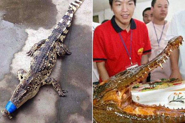Chơi trội, cặp đôi người Trung Quốc phục vụ "thủ cấp" cá sấu trong tiệc cưới 1