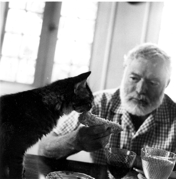 Tình yêu với mèo của nhà văn Hemingway 6
