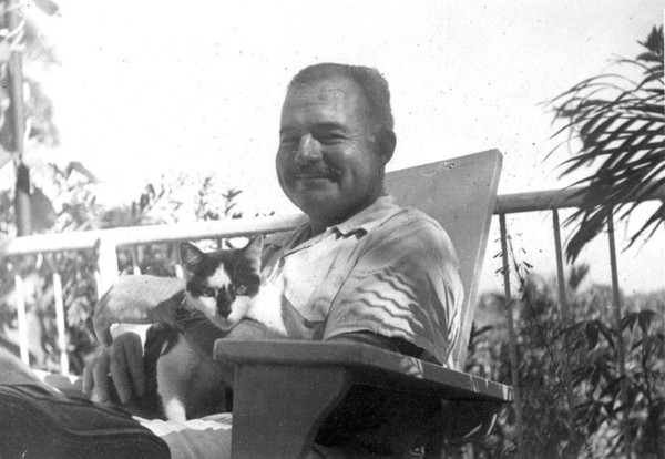 Tình yêu với mèo của nhà văn Hemingway 3
