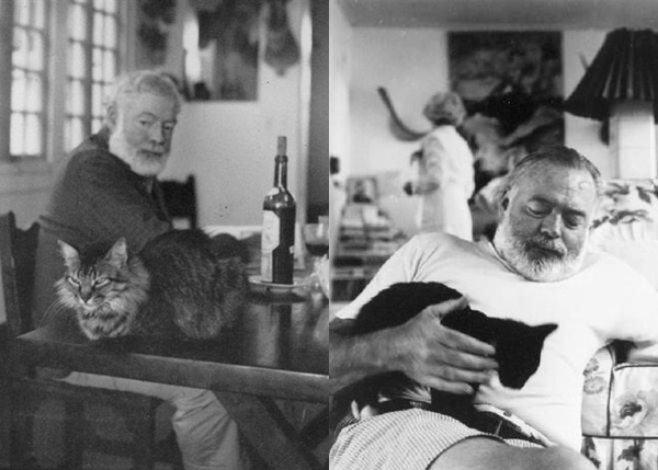 Tình yêu với mèo của nhà văn Hemingway 10