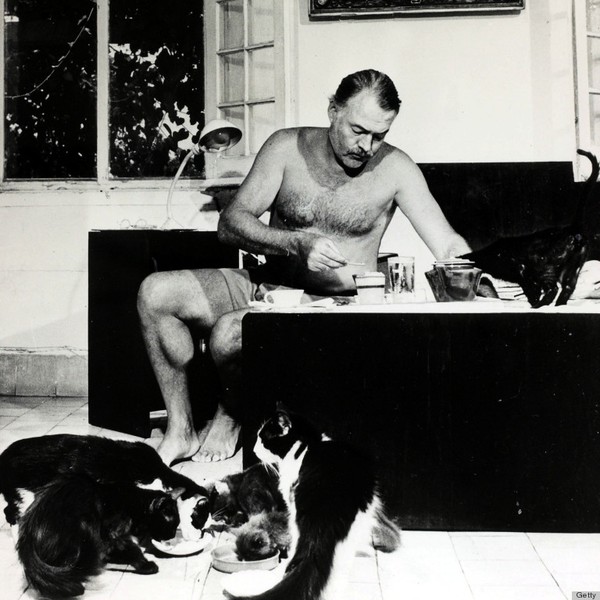 Tình yêu với mèo của nhà văn Hemingway 4