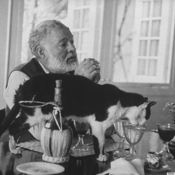 Tình yêu với mèo của nhà văn Hemingway 5