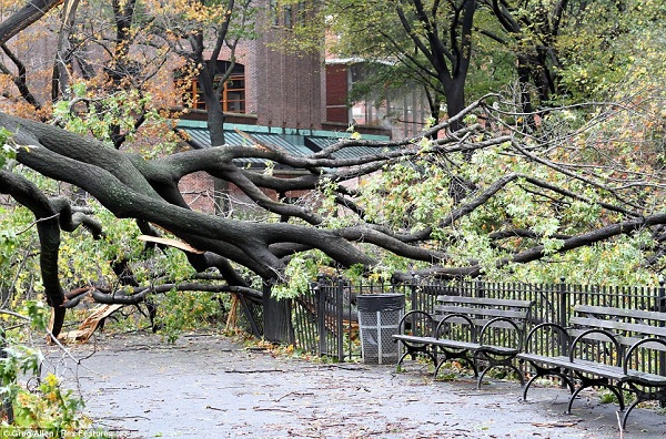 50 người chết trong “thảm họa bão” Sandy  11