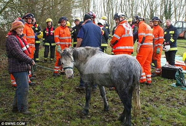 Huy động hơn 30 lính cứu hỏa để giải cứu 1 chú ngựa  7