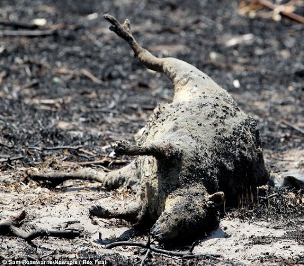 Cảnh báo cháy rừng khủng khiếp nhất trong lịch sử 10