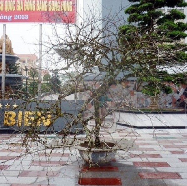 Phẫn nộ t&agrave;n ph&aacute; đ&agrave;o rừng rồi rao b&aacute;n cả trăm triệu 1