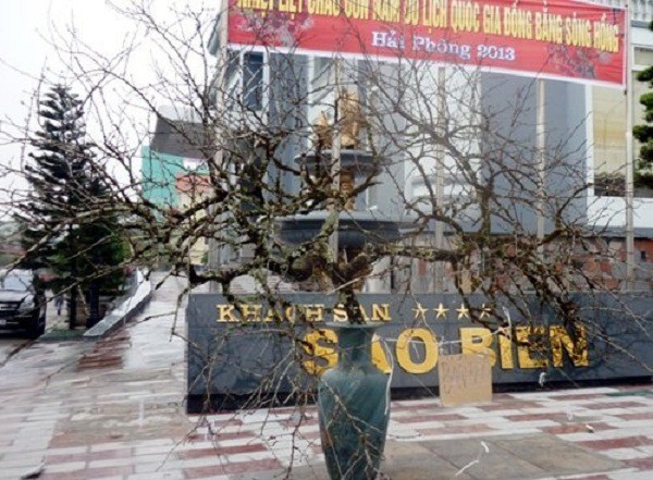 Phẫn nộ t&agrave;n ph&aacute; đ&agrave;o rừng rồi rao b&aacute;n cả trăm triệu 2