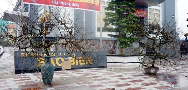 Phẫn nộ t&agrave;n ph&aacute; đ&agrave;o rừng rồi rao b&aacute;n cả trăm triệu 3