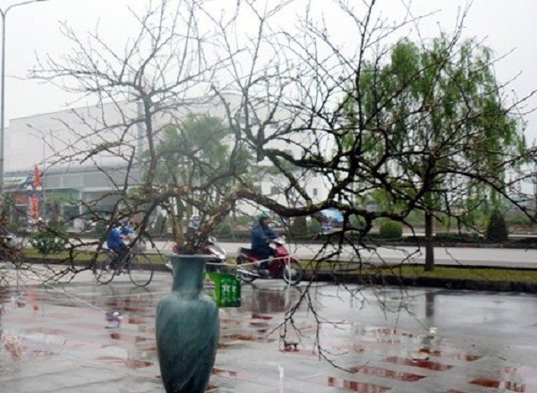 Phẫn nộ t&agrave;n ph&aacute; đ&agrave;o rừng rồi rao b&aacute;n cả trăm triệu 4