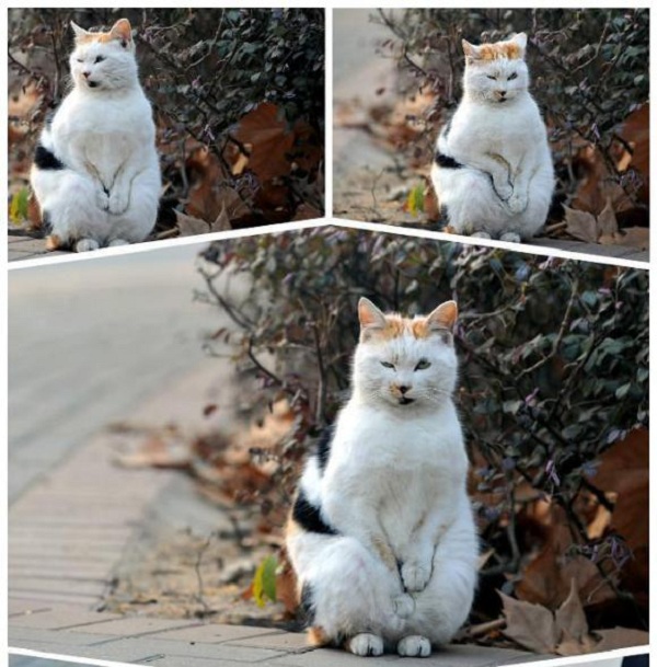 Chú mèo ngồi lề đường gây sốt cộng đồng mạng Trung Quốc  1