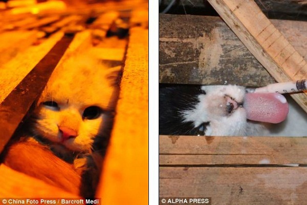 Khoảnh khắc giải cứu hơn 1.000 chú mèo đáng thương 11