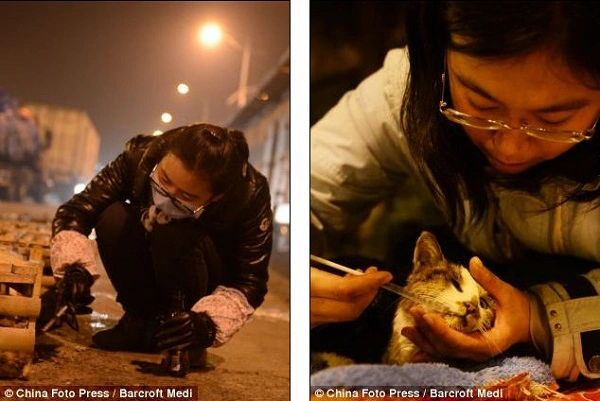 Khoảnh khắc giải cứu hơn 1.000 chú mèo đáng thương 12