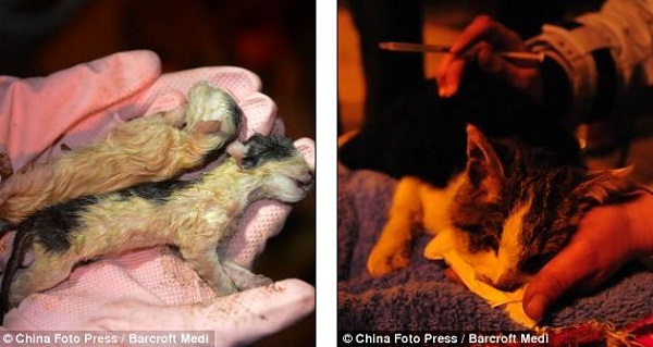 Khoảnh khắc giải cứu hơn 1.000 chú mèo đáng thương 13