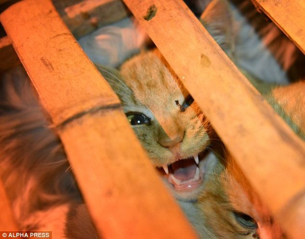 Khoảnh khắc giải cứu hơn 1.000 chú mèo đáng thương 9