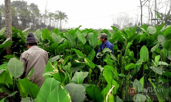 Về làng bánh chưng ven đô ngày cận Tết 20