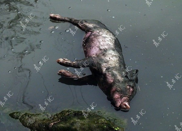 Số lợn chết trôi sông đã tăng lên 6.000 con 1