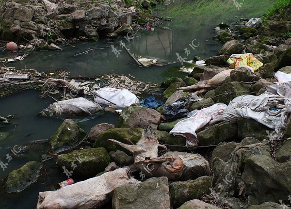 Số lợn chết trôi sông đã tăng lên 6.000 con 4