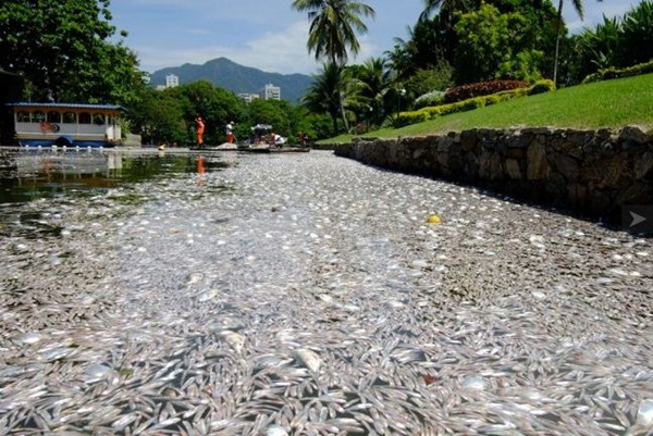 65 tấn cá chết nổi đầy hồ  4