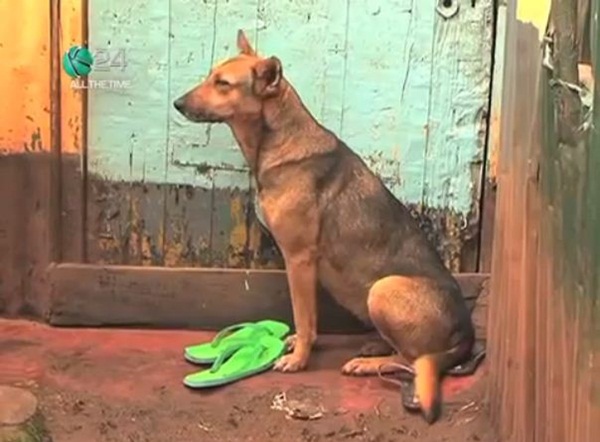 C&acirc;u chuyện về ch&uacute; ch&oacute; chăm s&oacute;c 2 em b&eacute; bị mẹ bỏ rơi 1
