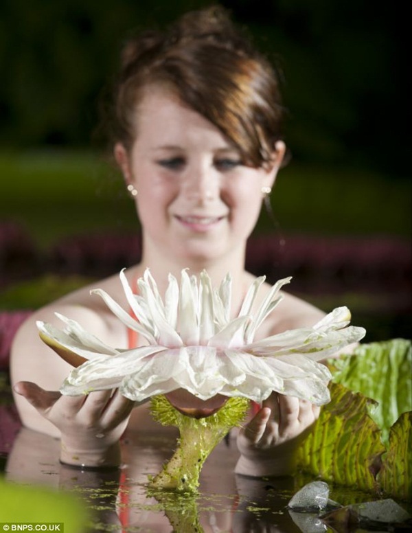 Sứ mệnh thụ phấn cho loài hoa lớn nhất thế giới của cô gái 17 tuổi  3