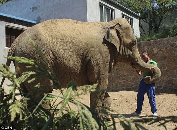 Baby elephant cried for 5 hours after being abandoned by mother 3