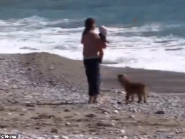 Chú chó con trở thành "người hùng" khi giải cứu em bé trên bãi biển 5