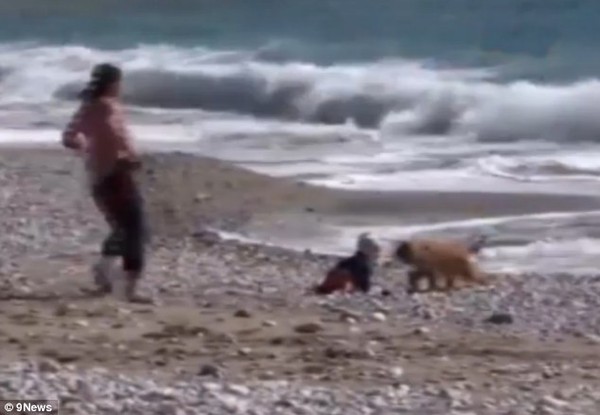 Chú chó con trở thành "người hùng" khi giải cứu em bé trên bãi biển 4