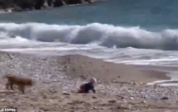 Chú chó con trở thành "người hùng" khi giải cứu em bé trên bãi biển 1