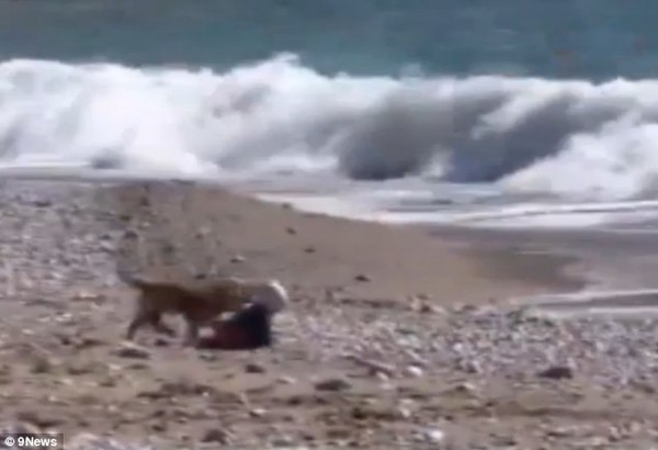 Chú chó con trở thành "người hùng" khi giải cứu em bé trên bãi biển 2