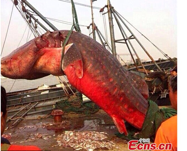 Cận cảnh cuộc xẻ thịt cá mập khổng lồ 1