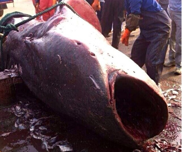 Cận cảnh cuộc xẻ thịt cá mập khổng lồ 6
