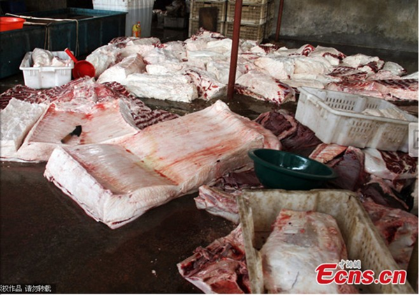 Cận cảnh cuộc xẻ thịt cá mập khổng lồ 10
