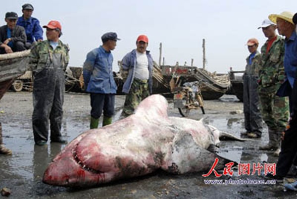 Cận cảnh cuộc xẻ thịt cá mập khổng lồ 12