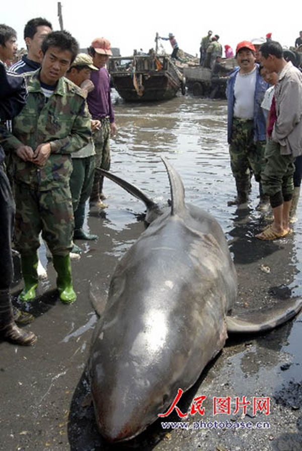 Cận cảnh cuộc xẻ thịt cá mập khổng lồ 13