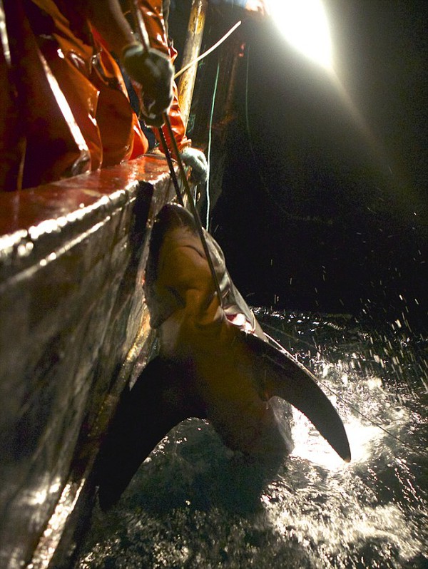 Cảnh săn bắt cá heo đáng sợ ở Peru 7