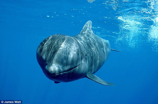 22 con cá voi phơi xác trên biển 2