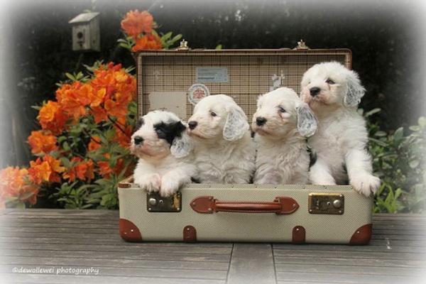 6 anh em nh&agrave; ch&oacute; g&acirc;y sốt cộng đồng mạng 4