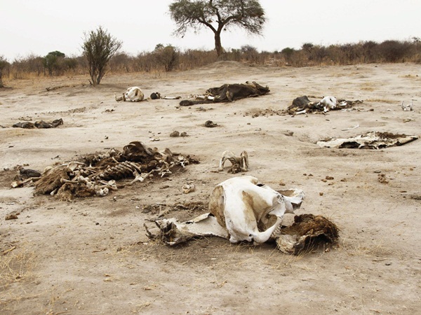 Thảm cảnh 300 voi rừng chết vì trúng bả của thợ săn  1