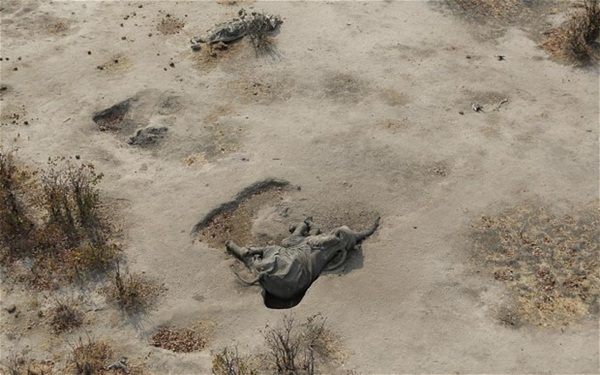 Thảm cảnh 300 voi rừng chết vì trúng bả của thợ săn  5