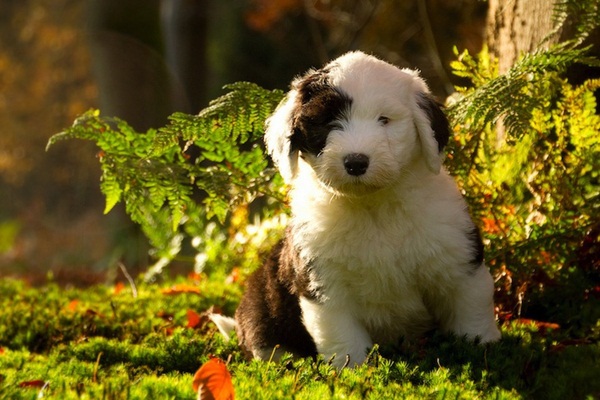 6 anh em nh&agrave; ch&oacute; g&acirc;y sốt cộng đồng mạng 5
