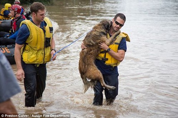Hình ảnh lính cứu hỏa cứu chú chó khỏi dòng nước lũ gây xúc động 1