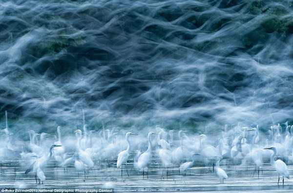 Những bức ảnh đoạt giải cao trong cuộc thi ảnh National Geographic 8