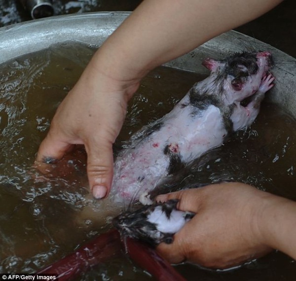 Chùm ảnh: Cảnh chế biến thịt chuột tại Việt Nam lên báo nước ngoài 10